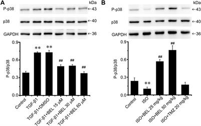 Bellidifolin Ameliorates Isoprenaline-Induced Myocardial Fibrosis by Regulating TGF-β1/Smads and p38 Signaling and Preventing NR4A1 Cytoplasmic Localization